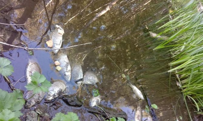 В Тульской области произошла массовая гибель рыбы