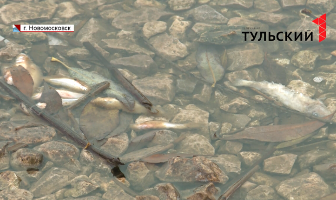 Кто виноват в массовой гибели рыбы под Новомосковском