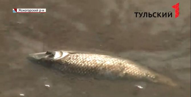 В пруду в Тульской области снова начала вымирать рыба