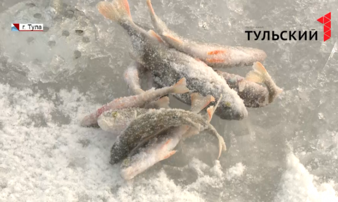 Новый «рыбный» закон ударит по карманам тульских браконьеров 