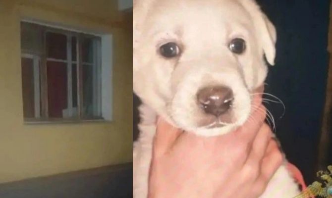 В Новомосковске мужчина разбил окно и украл из квартиры лабрадора 