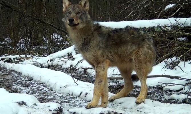 Фотоловушка запечатлела волка на границе с Тульской областью 