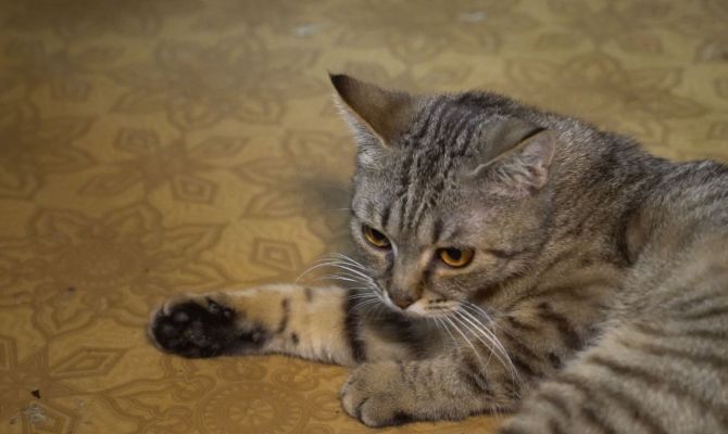 В Туле полсотни собак и кошек из частного приюта срочно ищут дом