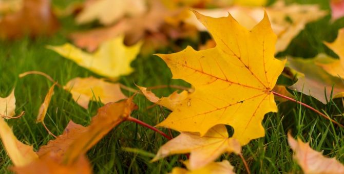Синоптики рассказали, почему так рано пожелтели листья