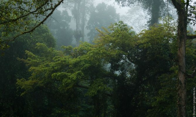 30 футбольных полей в минуту: в мире вырубают тропические леса