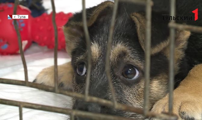 Нечеловеческая жестокость: за что живодерам в Тульской области грозит уголовная ответственность