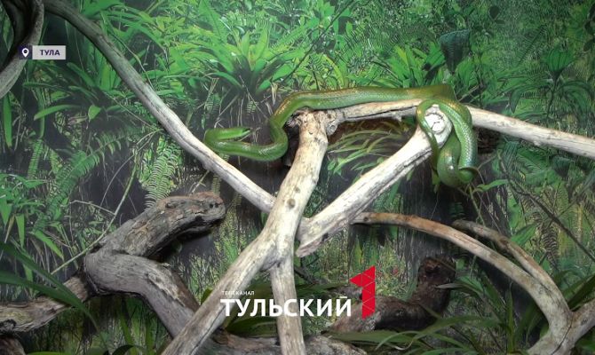 В тульском экзотариуме завелся зеленый единорог