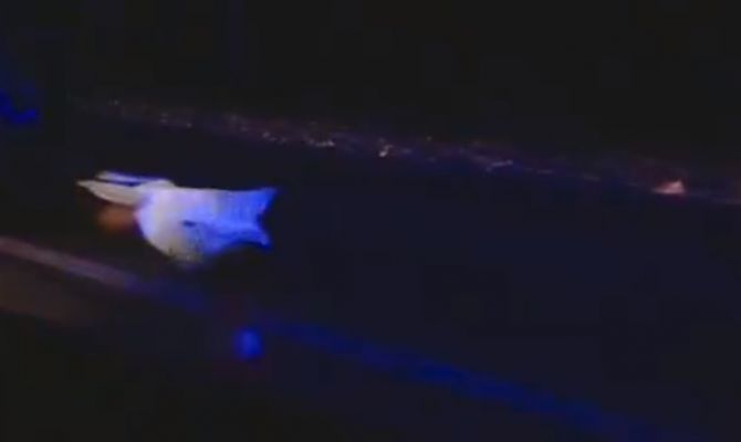 Ночью в Новомосковске насмерть сбили пешехода