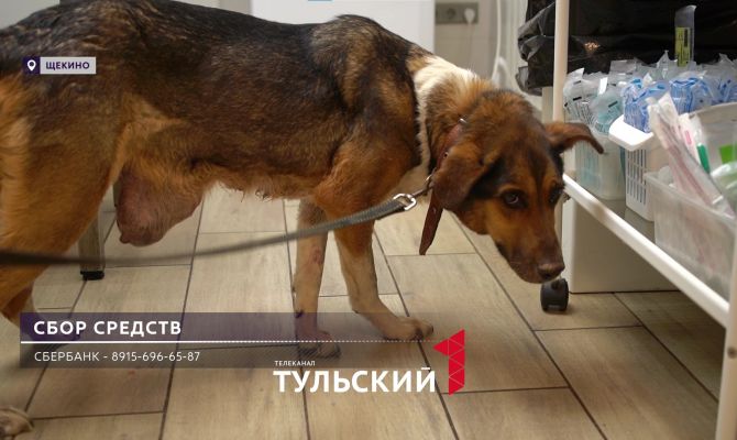 Метастазы пошли в легкие: выброшенной собаке срочно нужна операция