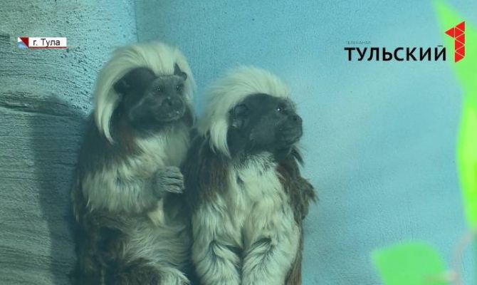 В новое здание Тульского экзотариума заселяют более 100 видов птиц и зверей