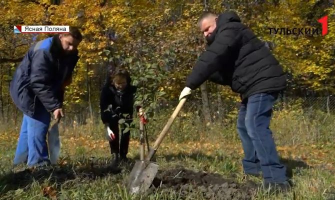 В "Ясной Поляне" восстанавливают старинный яблоневый сад