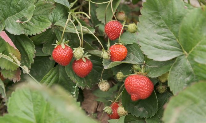 Последний вкус лета: когда в Тульской области закончится ягодный сезон