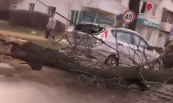 В Новомосковске дерево из-за сильного ветра упало на дорогу