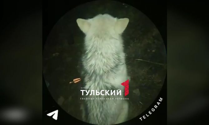 Под Богородицком в собаку выстрелили из арбалета