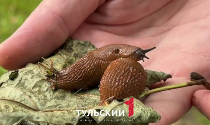 В Туле назван эффективный способ борьбы с испанскими слизнями