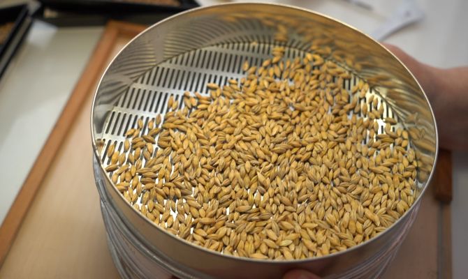 Эксперты показали семена, которыми будут засеяны поля в Тульской области