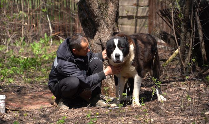 Своих не бросаем: семья из Харькова переехала в Тулу вместе с двумя большими собаками