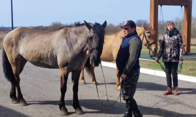 На Куликовом поле поселились удмуртские лошадки Бербера и Коломбина