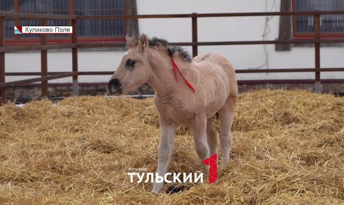 Туляки могут придумать имя новорожденному жеребенку