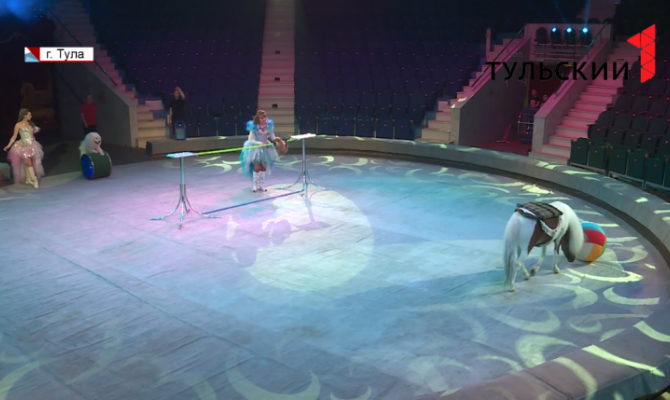 В Тульском цирке верблюды, пони, носухи и дикобразы устроят карнавал