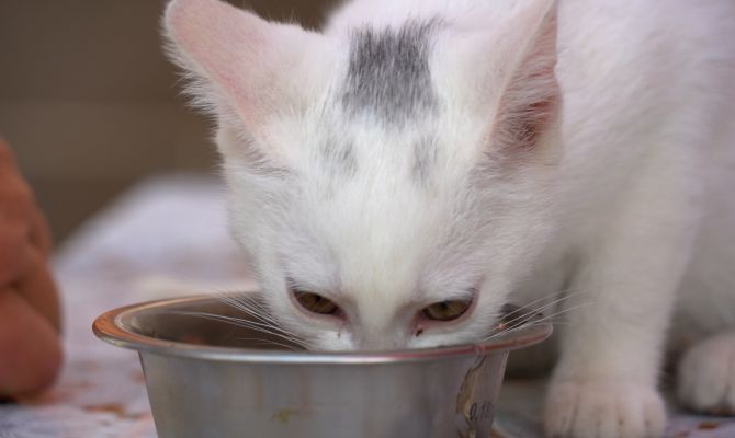 Под Тулой многолетний конфликт соседей закончился убийством котенка