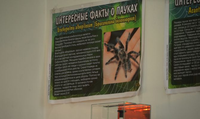 У страха глаза велики: жители Щекино поверили соцсетям и приняли пауков за кроликов