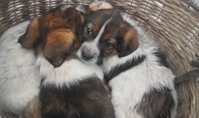 Тульскому приюту «Любимец» подкинули коробку щенков: малышам срочно требуется передержка