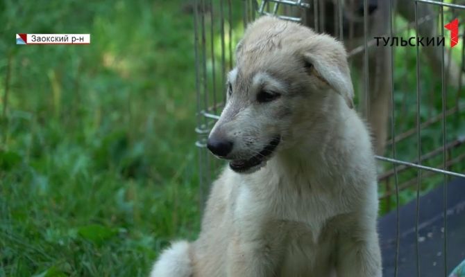 Дом для собак: заокские волонтеры рассказали трагические истории брошенных питомцев