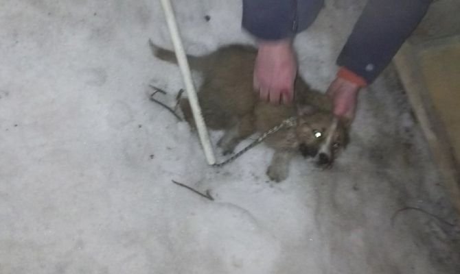 Казалось невозможным: тульские поисковики спасли щенят из узкой глубокой ямы между гаражами