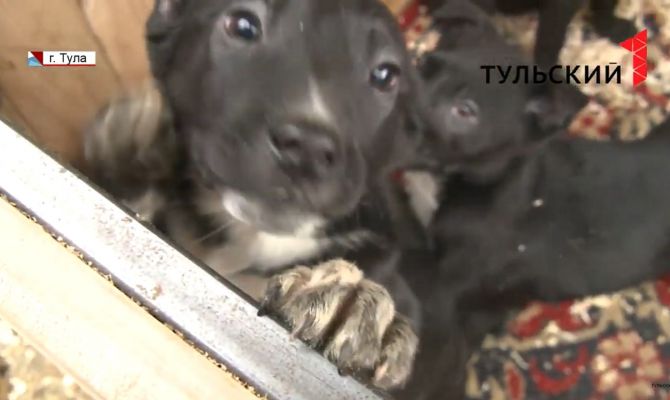 Тульский приют «Любимец» просит о помощи