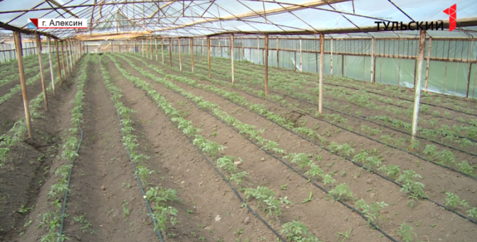 В Алексине восстановлены одни из самых старых теплиц в России