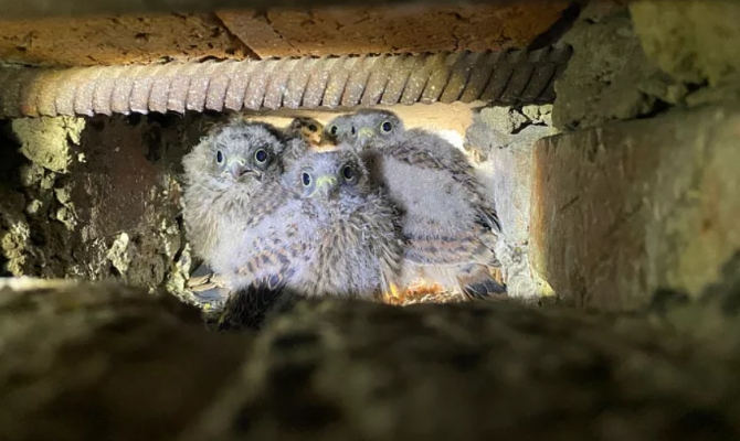 В Тулу начали возвращаться соколы пустельги