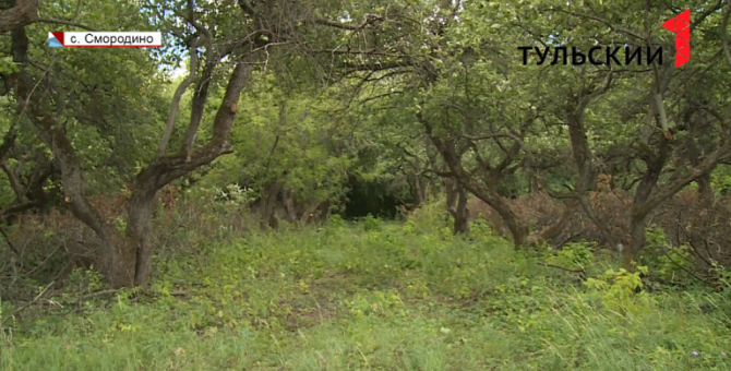 Узловский фермер восстанавливает заброшенный колхозный сад