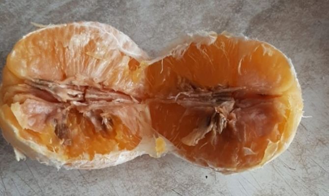 Туляки пожаловались на качество апельсинов в школьных завтраках