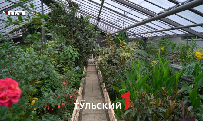 В Туле школьники начали выращивать гранат и кофе в собственной оранжерее