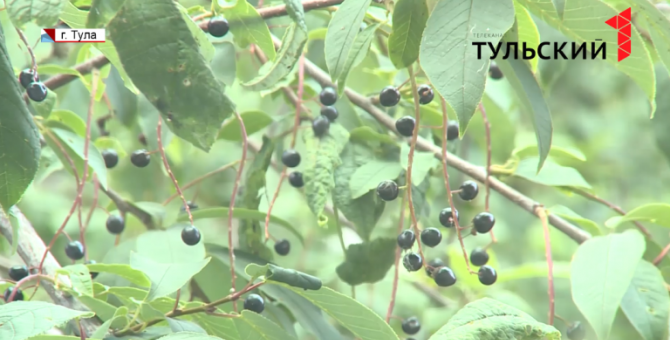 Спилить нельзя кронировать: жители тульской пятиэтажки не знают, где поставить запятую