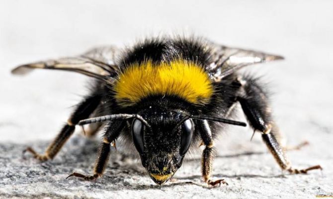 У каждого шмеля есть своя профессия, но они могут заменять друг друга