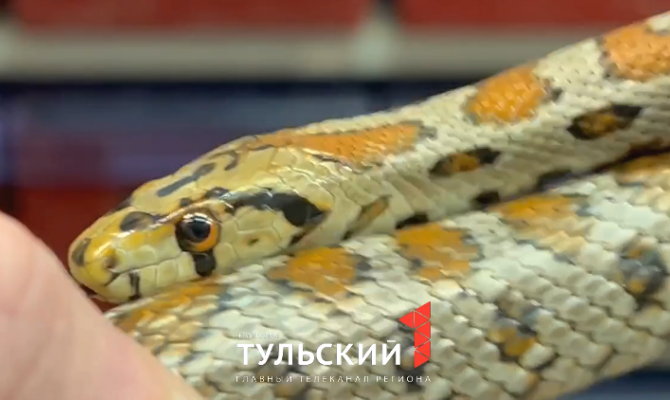 В Тульском Экзотариуме показали редкого Леопардового полоза