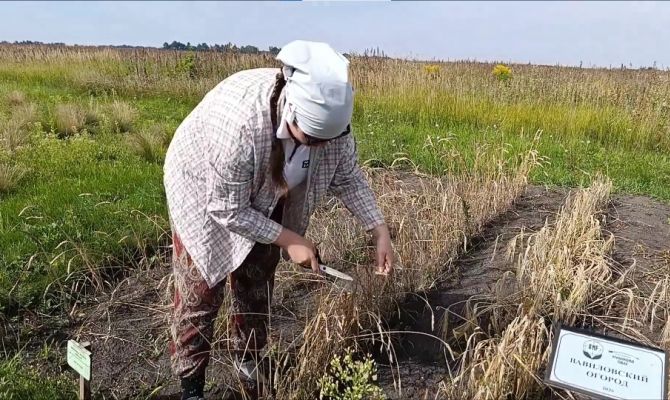 На Куликовом поле собрали 100-летнюю пшеницу