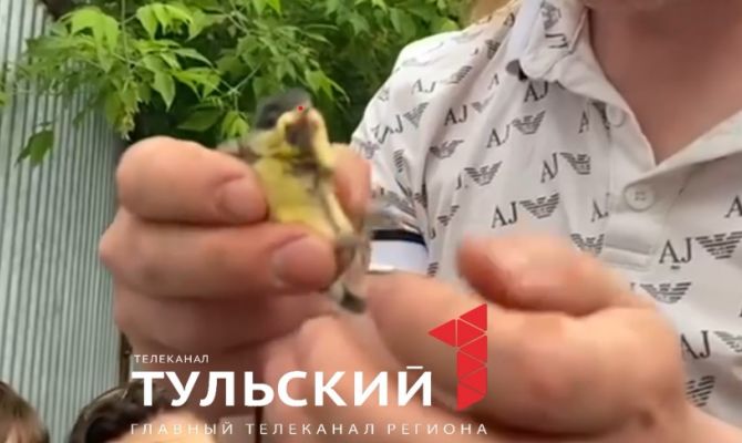 Тульские волонтеры спасли четырех синичат