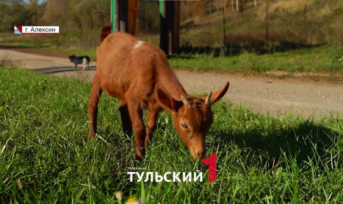 Козел из Тулы стал участником всероссийского конкурса красоты
