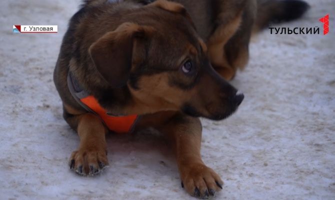 Срочно требуется чудо: в Узловой выброшенному с четвертого этажа щенку ищут хозяина