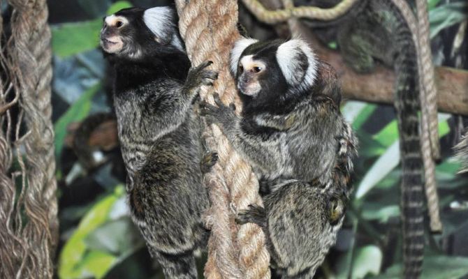 Тульский экзотариум приглашает малышей на сказочные выходные