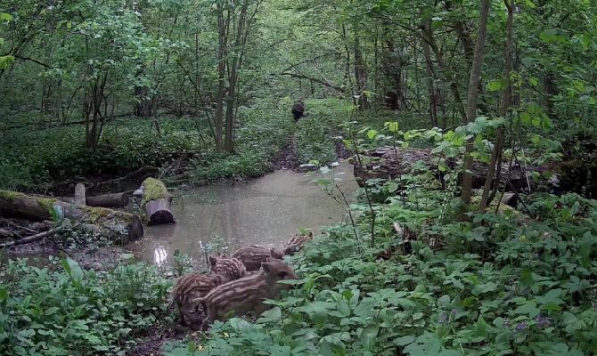 Дикого кабана с детенышами заметили на границе Тульской области