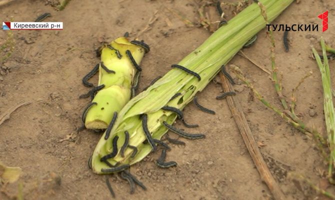 Нашествие гусениц в деревне Темерево Киреевского района: как сейчас изменилась ситуация