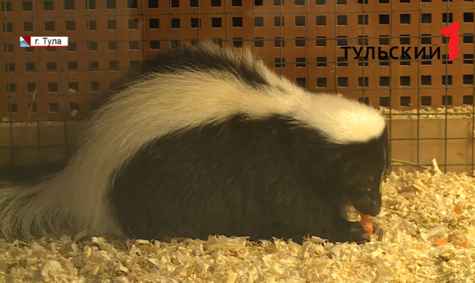 Крепкое тело и зоркие глаза: в тульском экзотариуме появилась самка скунса
