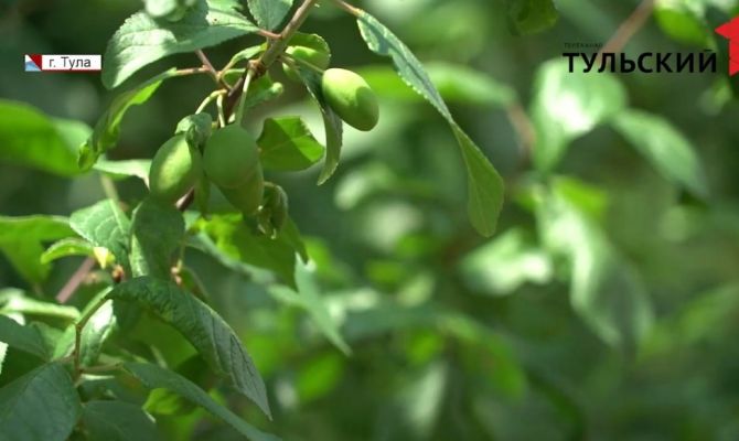 Слива раздора: в Туле дерево стало причиной «холодной войны» между соседями