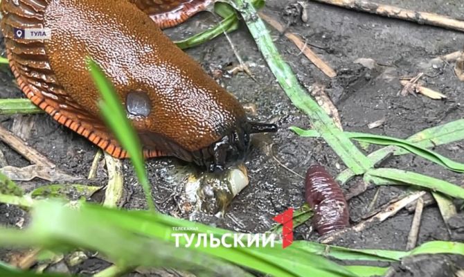 Дачи в Туле атаковали 15-сантиметровые испанские слизни