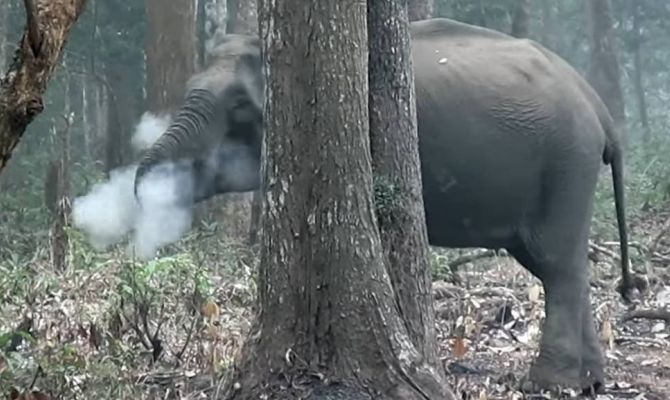 «Курящую» слониху сняли на видео в Индийском зоопарке