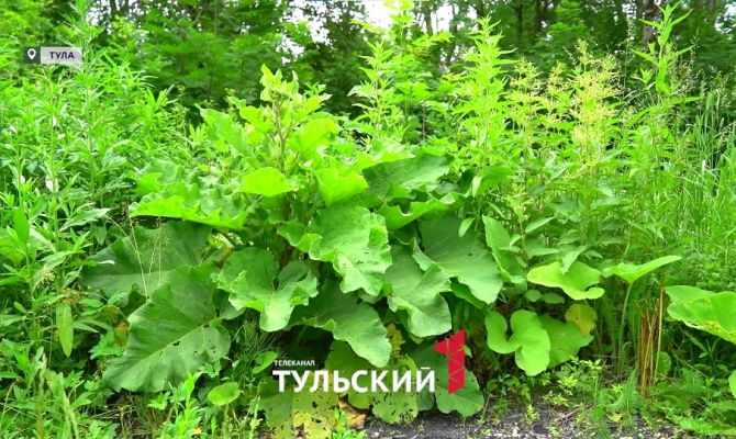 Лекарства под ногами: что лечат травы в Тульской области